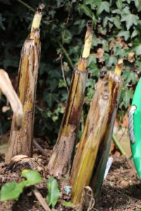 Banana stems unwrapped