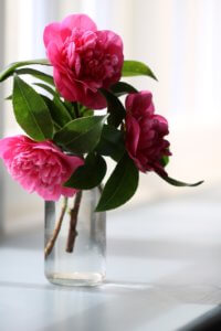 Camellia posy