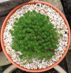 Sedum lydium