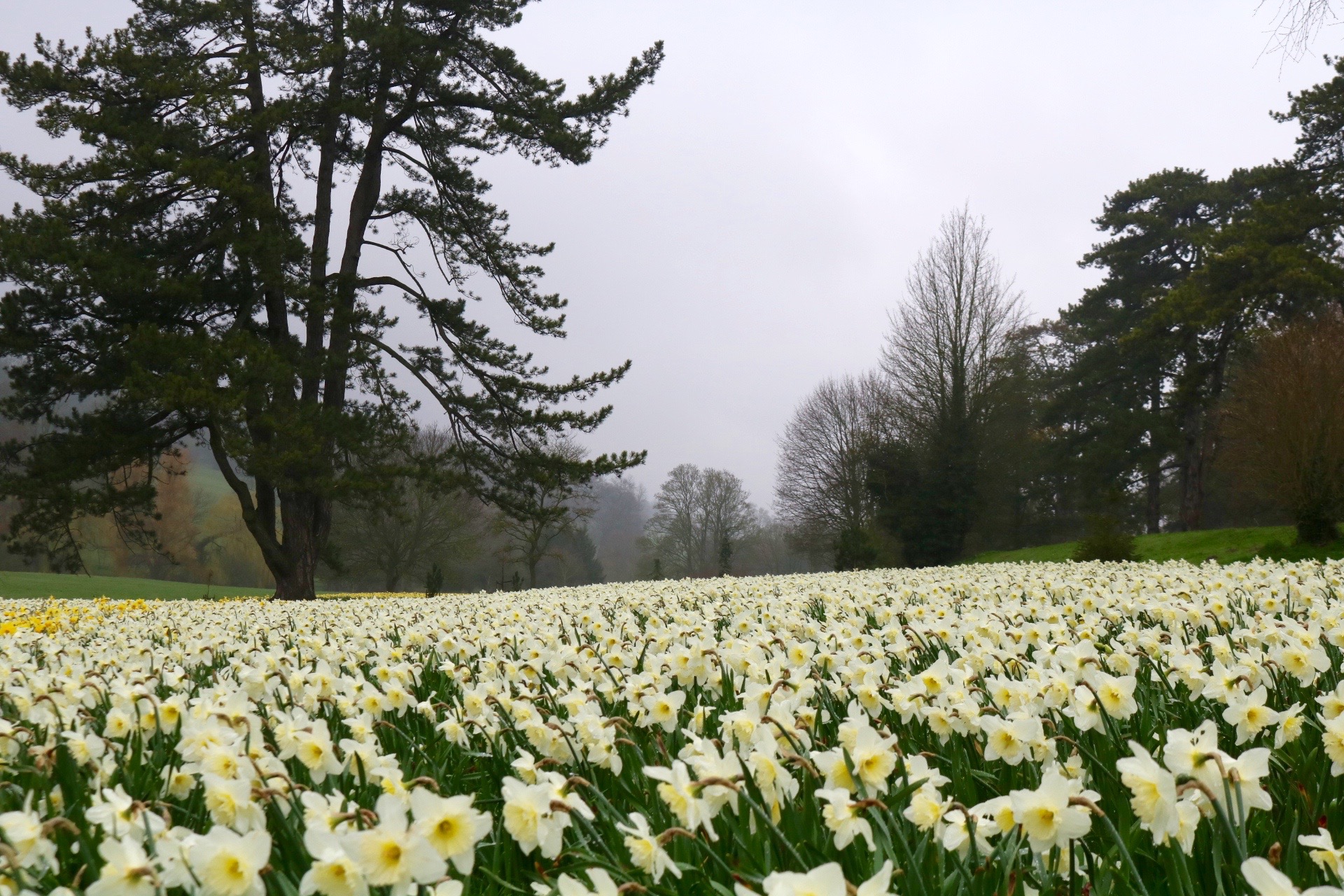 Swathes of pale daffodils at Hughenden Valley, High Wycomb