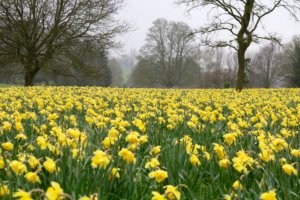 Golden daffodils in parkland