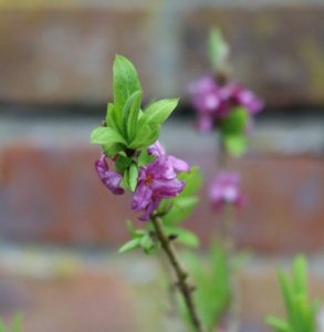 Daphne mezereum