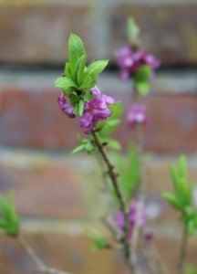 Daphne mezereum flowers