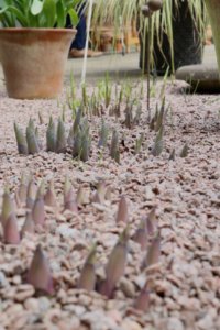 Hostas pushing their way through gravel