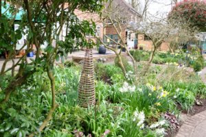 Mixed border with Narcissus Thalia and Wisley