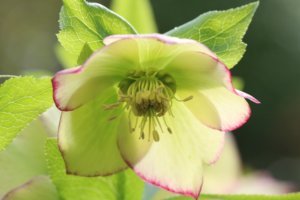 Hellebore - a pictoee variety with pink tinged flowers