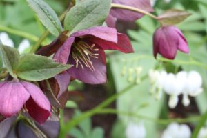 Dark mauve hellebore alongside pure white Dicentra.