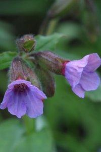 A delightful purple pulmonaria - popular with bees