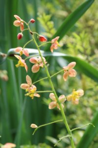 Delicate orange flowers of Epimedium