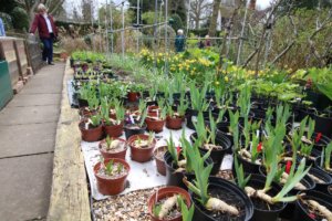 The plant 'waiting room' at Rivendell with a wide selection of Irises.