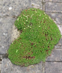 Saxifrage set in paving