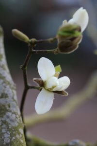Magnolia Kobus