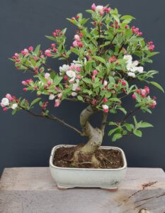 Outdoor bonsai Malus (crab apple)