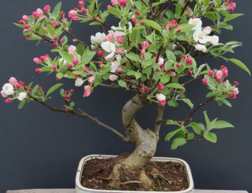 Tea break portrait – Crab Apple outdoor Bonsai