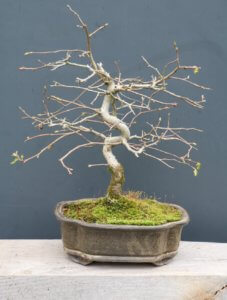 hornbeam bonsai