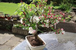 Outdoor bonsai as table centrepiece