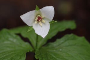Trillium Flexipes