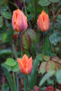 Tulip Princess Irene