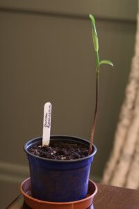 Glorisoa rothschildiana