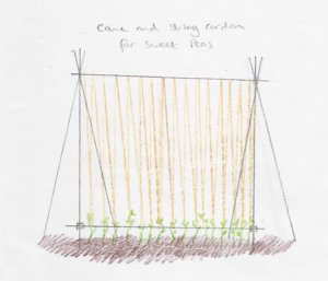 drawing of sweet pea cane and string cordon frame