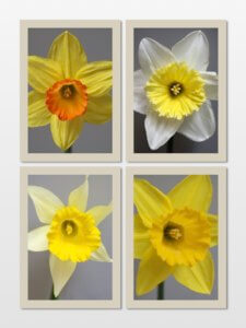 four daffodil images