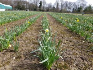 Daffodil fields for cut flowers