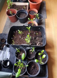 Dahlia tubers sprouting