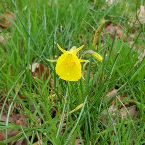 Hoop-petticoat daffodil