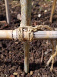 Square lashing to secure two canes