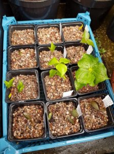 Trillium plants