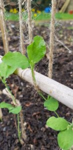 sweet pea seedling on string