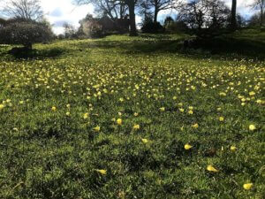 Alpine meadow RHS Wisley
