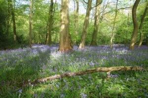 Beech and bluebell wood