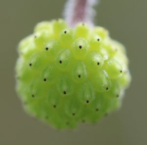 Anemone blanda - immature seed head