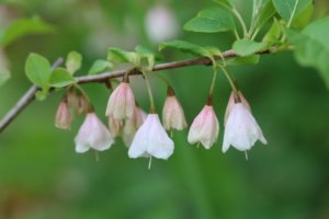 Halesia monticola flowers