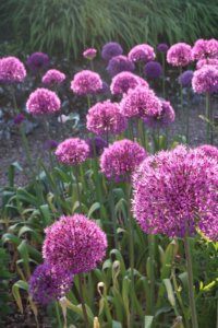Purple alliums