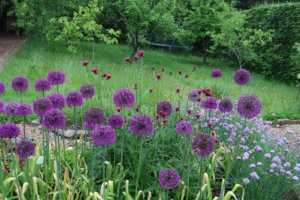 Alliums, chives and Cirsium rivulare atropurpireum