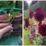 Dahlia cutting collage