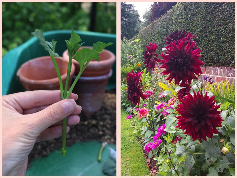 Planting Dahlias in Grow Bags & Taking Risks