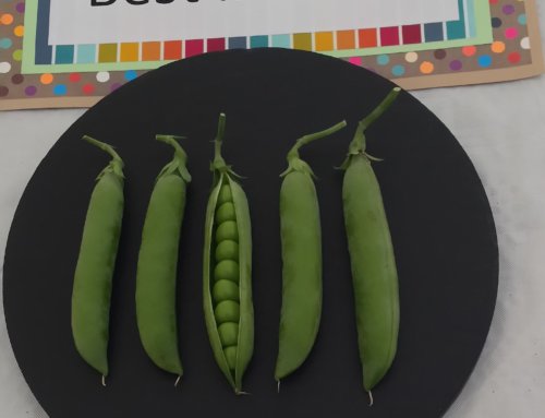 Show Time! – a beginners guide to showing fruit, veg and flowers