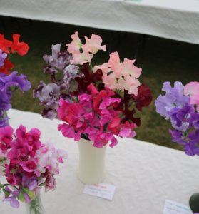 Sweet peas on a show bench