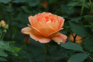 Rosa 'Lady of Shallot'