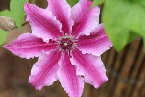 Clematis flower