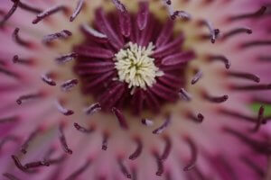 Clematis centre close-up