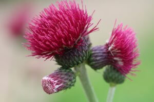 Cirsium