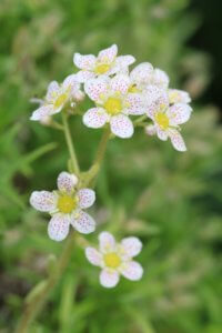 Saxifrage flower cluste