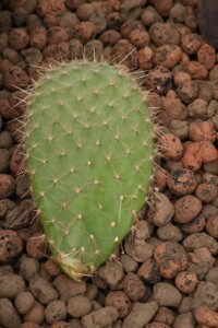 Opuntia cutting