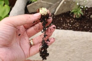 Sempervivum rooted offset