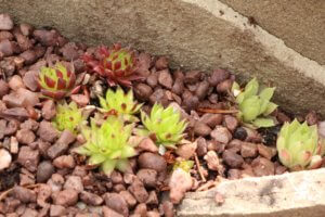 Sempervivum offsets in alpine tough rock crevice