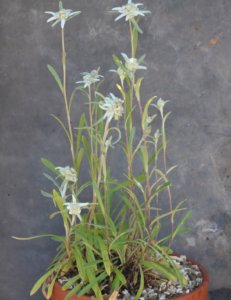 Edelweiss flower in a pot